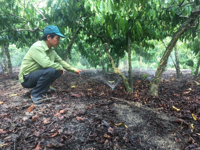 Hiệu quả từ mô hình tưới tiết kiệm phun mưa tận gốc cho cây cà phê-VnSAT